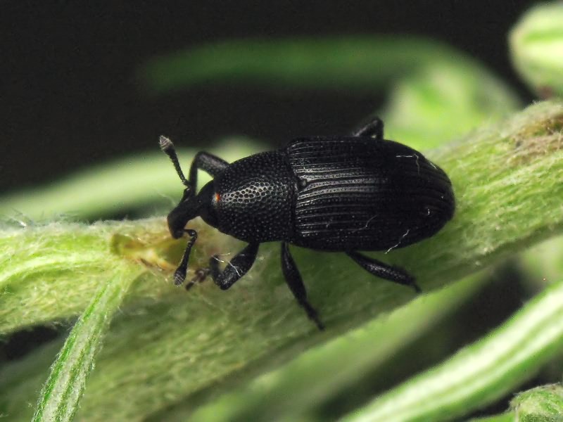 Baris artemisiae (Panzer, 1794)